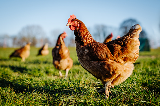 Poultry Farm 360° virtual tour by RealEVR